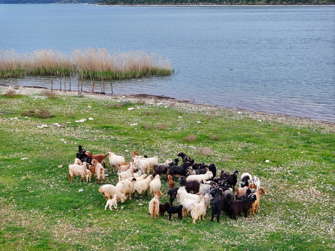 Konya'daki bu adanın sahipleri 50 küçükbaş sürüsü 8